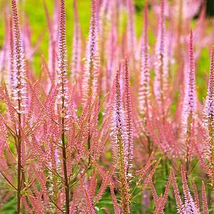 Veronicastrum virg. 'Pink Glow' Pot 9cm.