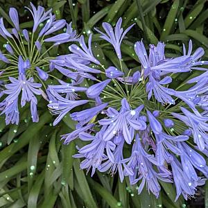 Agapanthus af. 'Eydori Blue' Container 4lt.