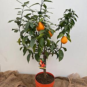 Citrus sinensis -