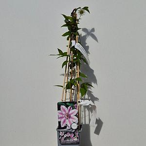 Clematis 'Nelly Moser' Container 2lt. 60/80cm.