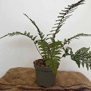 Polystichum makinoi Container 2lt.