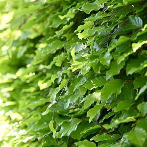 Fagus sylvatica Container 2lt. 40/60cm.