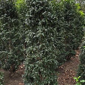 Prunus l. 'Angustifolia' Container 10 Ltr. stam 100 cm.
