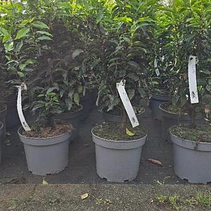 Prunus l. 'Angustifolia' Container 5lt. 50/60cm.