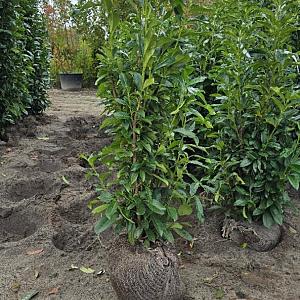 Prunus l. 'Genolia' Kluit 80/100cm.