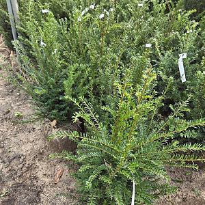 Taxus baccata Kluit 40/60cm.