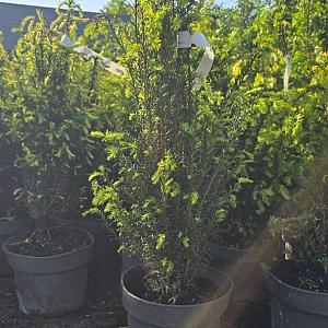 Taxus baccata Kluit 40/60cm.