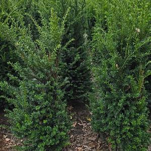 Taxus baccata Kluit 40/60cm.