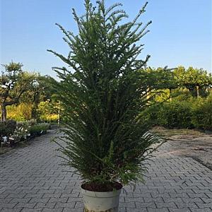 Taxus baccata Container 10lt. 60/80cm.
