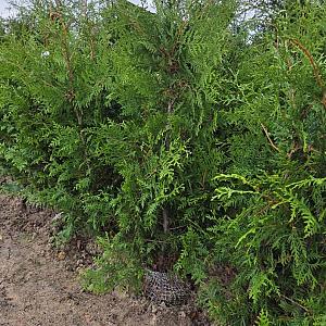 Thuja occ. 'Brabant' Kluit 125/150cm.