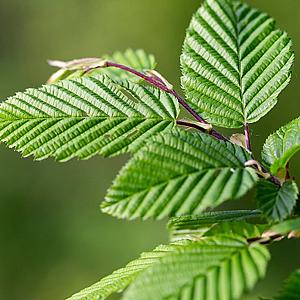 Carpinus betulus Container 110lt. 14/16cm.