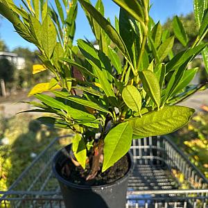 Prunus l. 'Otto Luyken' Kluit 30/40cm.