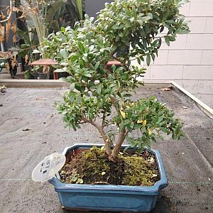 Ilex crenata 'Bonsai' -