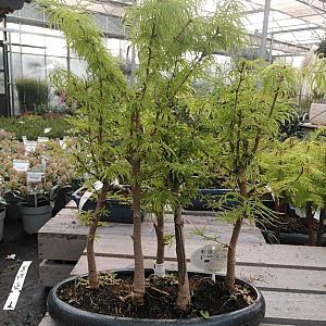 Pseudolarix Bonsai Bos -