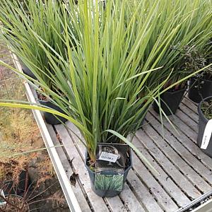 Dianella rev. 'Coolvista' Container 2lt.