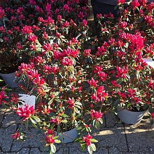 Azalea jap. 'Madam Galle' Container 3lt.