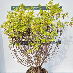Azalea jap. 'Schneewitchen' Container 3lt.