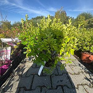Azalea jap. 'Schneewitchen' Container 3lt.