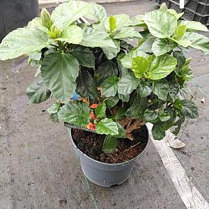 Hibiscus multicolor Container 3lt.