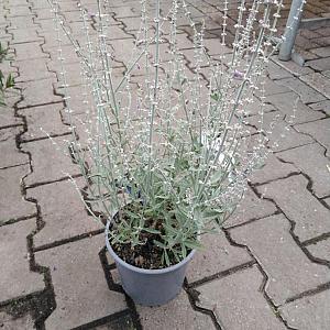 Perovskia arti. 'Prime Time' Container 3lt.