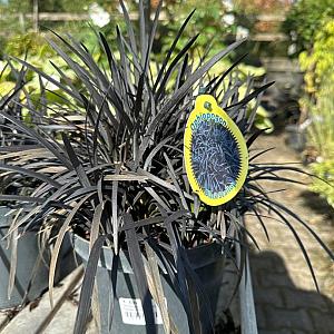 Ophiopogon jap. 'Black Dragon' Container 4lt.