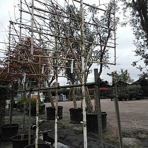 Betula utilis 'Doorenbos' Leivorm Container 100lt. 10/12cm.