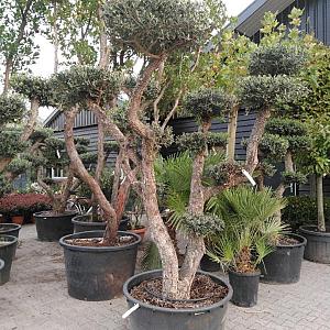 Olea eur. 'Plato' Container 350lt.