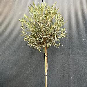Olea europaea 'Cipressino' Container 15lt. 100cm. stam