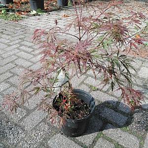 Acer palm. 'Dissectum Garnet' Container 12lt.100/125cm.