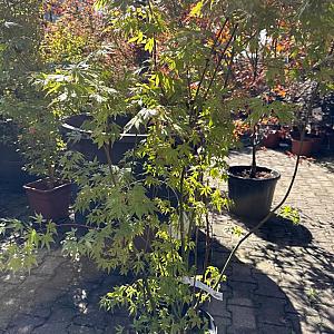 Acer palmatum Container 1000lt.