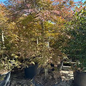 Acer palmatum 'Ample Surprise' Container 130lt.