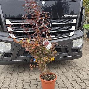 Acer pal. 'Atropurpureum' Container 15lt. 100/125cm.