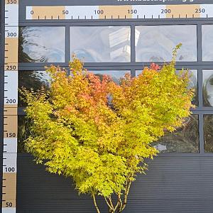 Acer palmatum 'Bihou' Container 110lt. 200/250cm.