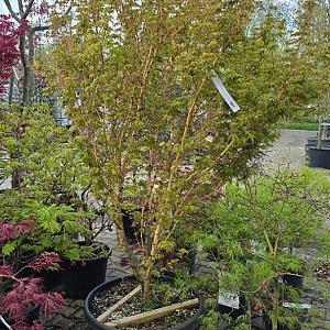 Acer palmatum 'Bihou' Container 15lt. 125/150cm.