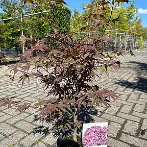 Acer pal. 'Bloodgood' Container 40lt. 200/250cm.