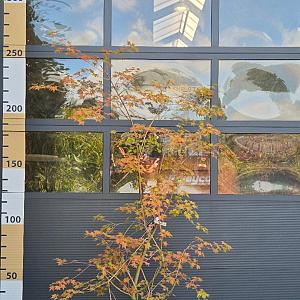 Acer palmatum 'Brown Sugar' Container 35lt. 150/175cm.