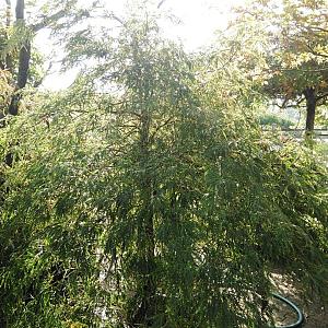 Acer pal. 'Dissectum' Container 65lt. 150/175cm.