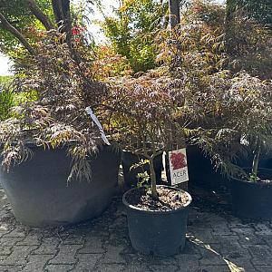 Acer pal. 'Garnet' Container 7,5lt. 80/100cm.