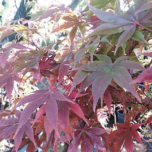 Acer pal. 'Osakazuki' Container 15lt. 140/160cm.