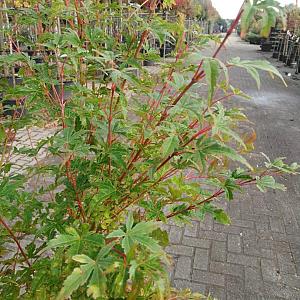 Acer pal. 'Sangokaku' Container 15lt. 125/150cm.