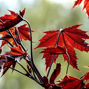 Acer plat. 'Crimson Sentry' Container 25lt. 8/10cm.