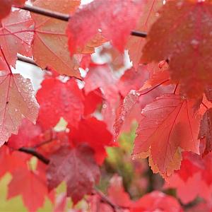 Acer rubrum 'Fairview Flame' Container 25lt. 4/6cm.