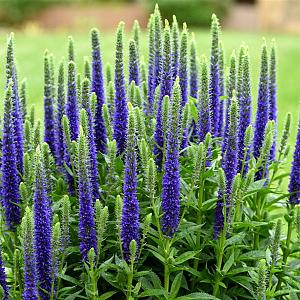 Veronica spic. 'Ulster Dwarf' Pot 9cm.