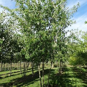 Acer s. 'Laciniatum Wieri' Meerstammig C230 400/500cm.