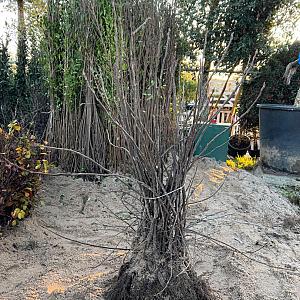 Amelanchier lamarckii Container 6,5lt. 60/80cm.