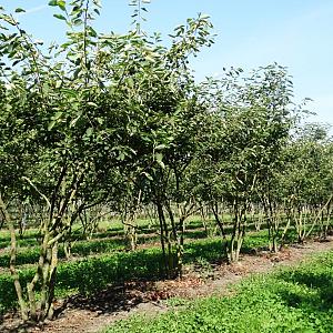 Amelanchier lamarckii Meerstammig Draadkluit 250/300cm.