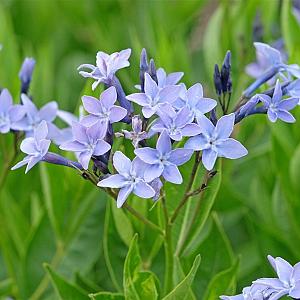 Amsonia 'Blue Ice' Pot 9cm.
