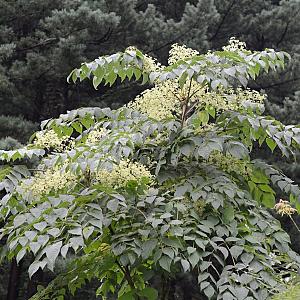 Aralia elata Container 12lt. 125/150cm.
