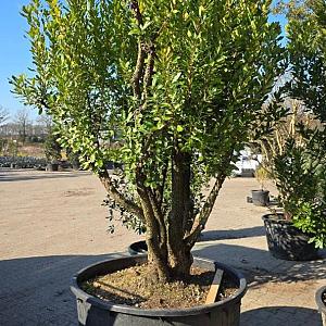 Arbutus unedo Meerstammig REF.H Meerstammig 300/.350