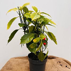 Aucuba jap. 'Rozannie' Container 3lt. 35/40cm.